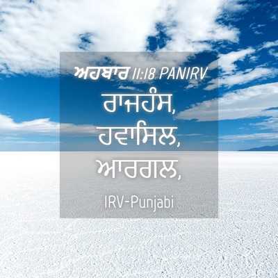 Picture 04 - ਅਹਬਾਰ 11:18 PANIRV - ਰਾਜਹੰਸ, ਹਵਾਸਿਲ, - Bible Verse Picture
