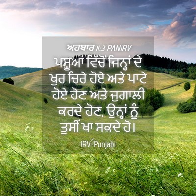 Picture 04 - ਅਹਬਾਰ 11:3 PANIRV - ਪਸ਼ੂਆਂ ਵਿੱਚੋਂ - Bible Verse Picture