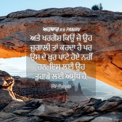 Picture 04 - ਅਹਬਾਰ 11:6 PANIRV - ਅਤੇ ਖਰਗੋਸ਼ ਕਿਉਂ ਜੋ - Bible Verse Picture