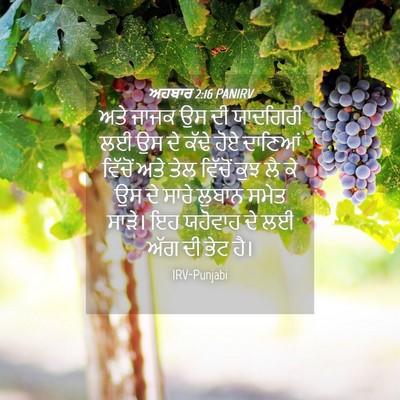 Picture 04 - ਅਹਬਾਰ 2:16 PANIRV - ਅਤੇ ਜਾਜਕ ਉਸ ਦੀ - Bible Verse Picture