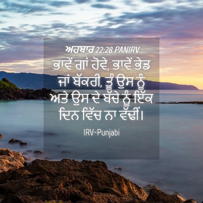 Picture 04 - ਅਹਬਾਰ 22:28 PANIRV - ਭਾਵੇਂ ਗਾਂ ਹੋਵੇ, - Bible Verse Picture