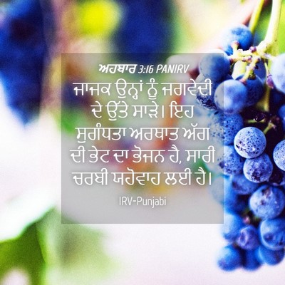 Picture 04 - ਅਹਬਾਰ 3:16 PANIRV - ਜਾਜਕ ਉਨ੍ਹਾਂ ਨੂੰ - Bible Verse Picture