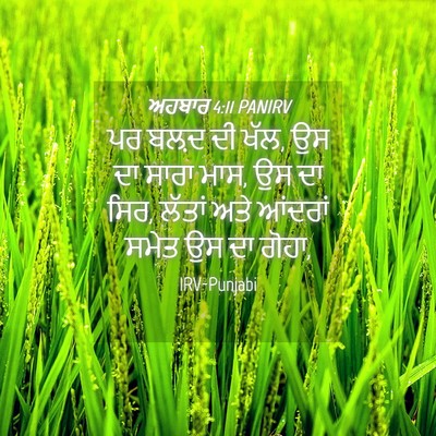Picture 04 - ਅਹਬਾਰ 4:11 PANIRV - ਪਰ ਬਲ਼ਦ ਦੀ ਖੱਲ, ਉਸ - Bible Verse Picture