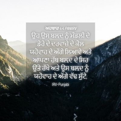 Picture 04 - ਅਹਬਾਰ 4:4 PANIRV - ਉਹ ਉਸ ਬਲ਼ਦ ਨੂੰ - Bible Verse Picture