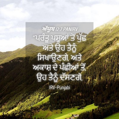 Picture 04 - ਅੱਯੂਬ 12:7 PANIRV - “ਪਰੰਤੂ ਪਸ਼ੂਆਂ ਤੋਂ - Bible Verse Picture