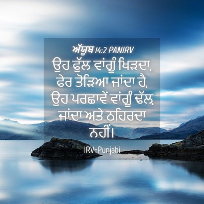 Picture 04 - ਅੱਯੂਬ 14:2 PANIRV - ਉਹ ਫੁੱਲ ਵਾਂਗੂੰ - Bible Verse Picture