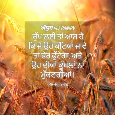 Picture 04 - ਅੱਯੂਬ 14:7 PANIRV - “ਰੁੱਖ ਲਈ ਤਾਂ ਆਸ ਹੈ, - Bible Verse Picture