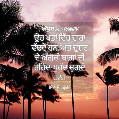 Picture 04 - ਅੱਯੂਬ 24:6 PANIRV - ਉਹ ਖੇਤਾਂ ਵਿੱਚ ਚਾਰਾ - Bible Verse Picture