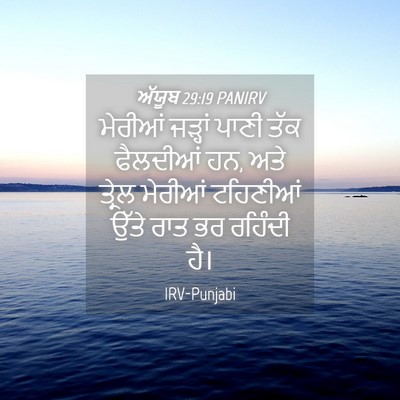 Picture 04 - ਅੱਯੂਬ 29:19 PANIRV - ਮੇਰੀਆਂ ਜੜ੍ਹਾਂ - Bible Verse Picture