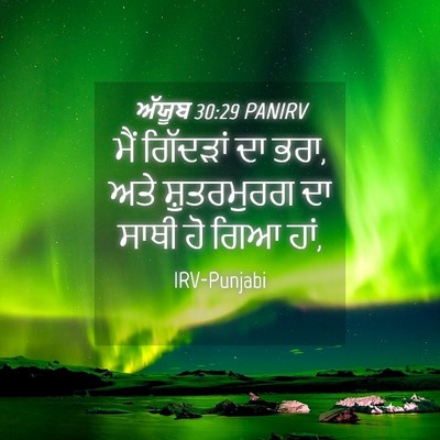 Picture 04 - ਅੱਯੂਬ 30:29 PANIRV - ਮੈਂ ਗਿੱਦੜਾਂ ਦਾ ਭਰਾ, - Bible Verse Picture