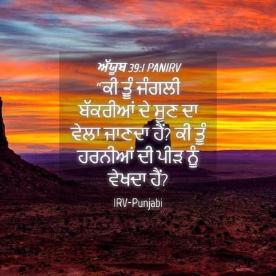 Picture 04 - ਅੱਯੂਬ 39:1 PANIRV - “ਕੀ ਤੂੰ ਜੰਗਲੀ - Bible Verse Picture