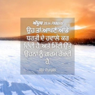 Picture 04 - ਅੱਯੂਬ 39:14 PANIRV - ਉਹ ਤਾਂ ਆਪਣੇ ਆਂਡੇ - Bible Verse Picture