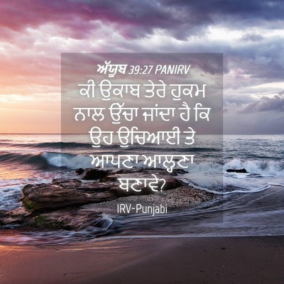 Picture 04 - ਅੱਯੂਬ 39:27 PANIRV - ਕੀ ਉਕਾਬ ਤੇਰੇ ਹੁਕਮ - Bible Verse Picture
