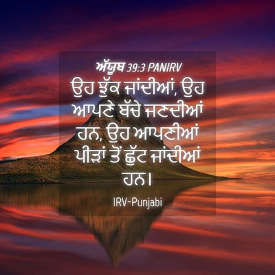 Picture 04 - ਅੱਯੂਬ 39:3 PANIRV - ਉਹ ਝੁੱਕ ਜਾਂਦੀਆਂ, ਉਹ - Bible Verse Picture