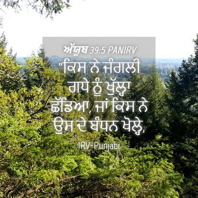 Picture 04 - ਅੱਯੂਬ 39:5 PANIRV - “ਕਿਸ ਨੇ ਜੰਗਲੀ ਗਧੇ - Bible Verse Picture