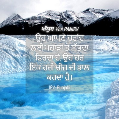 Picture 04 - ਅੱਯੂਬ 39:8 PANIRV - ਉਹ ਆਪਣੇ ਚਰਾਂਦ ਲਈ - Bible Verse Picture