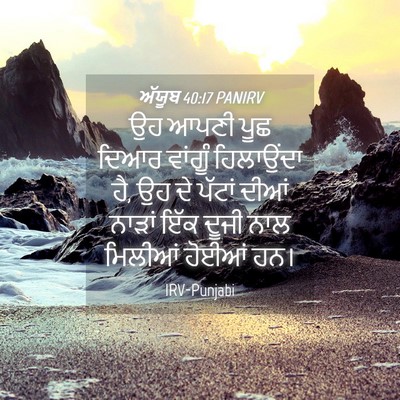 Picture 04 - ਅੱਯੂਬ 40:17 PANIRV - ਉਹ ਆਪਣੀ ਪੂਛ ਦਿਆਰ - Bible Verse Picture
