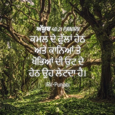 Picture 04 - ਅੱਯੂਬ 40:21 PANIRV - ਕਮਲ ਦੇ ਫੁੱਲਾਂ ਹੇਠ - Bible Verse Picture