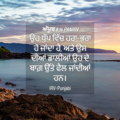 Picture 04 - ਅੱਯੂਬ 8:16 PANIRV - ਉਹ ਧੁੱਪ ਵਿੱਚ - Bible Verse Picture