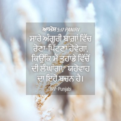 Picture 04 - ਆਮੋਸ 5:17 PANIRV - ਸਾਰੇ ਅੰਗੂਰੀ - Bible Verse Picture