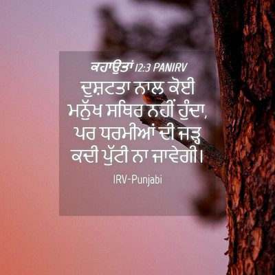 Picture 04 - ਕਹਾਉਤਾਂ 12:3 PANIRV - ਦੁਸ਼ਟਤਾ ਨਾਲ ਕੋਈ - Bible Verse Picture