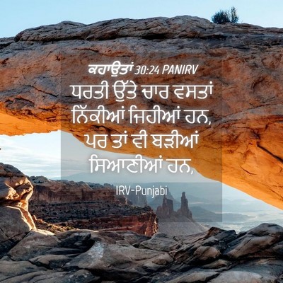 Picture 04 - ਕਹਾਉਤਾਂ 30:24 PANIRV - ਧਰਤੀ ਉੱਤੇ ਚਾਰ - Bible Verse Picture