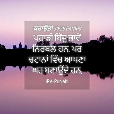 Picture 04 - ਕਹਾਉਤਾਂ 30:26 PANIRV - ਪਹਾੜੀ ਬਿੱਜੂ ਭਾਵੇਂ - Bible Verse Picture