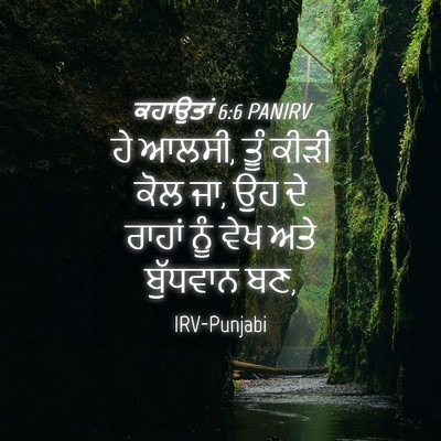 Picture 04 - ਕਹਾਉਤਾਂ 6:6 PANIRV - ਹੇ ਆਲਸੀ, ਤੂੰ ਕੀੜੀ - Bible Verse Picture