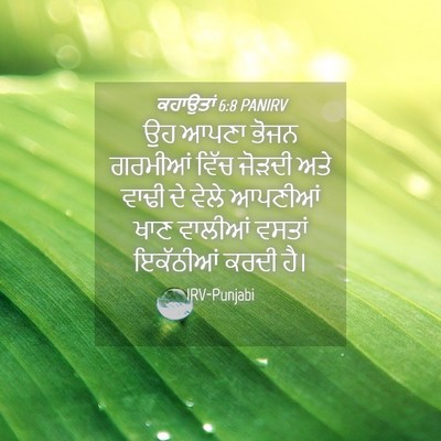 Picture 04 - ਕਹਾਉਤਾਂ 6:8 PANIRV - ਉਹ ਆਪਣਾ ਭੋਜਨ - Bible Verse Picture