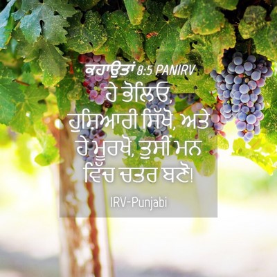 Picture 04 - ਕਹਾਉਤਾਂ 8:5 PANIRV - ਹੇ ਭੋਲਿਓ, ਹੁਸ਼ਿਆਰੀ - Bible Verse Picture