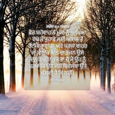 Picture 04 - ਖ਼ਰੋਜ 16:4 PANIRV - ਫੇਰ ਯਹੋਵਾਹ ਨੇ ਮੂਸਾ - Bible Verse Picture