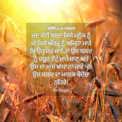 Picture 04 - ਖ਼ਰੋਜ 21:28 PANIRV - ਜਦ ਕੋਈ ਬਲ਼ਦ ਕਿਸੇ - Bible Verse Picture