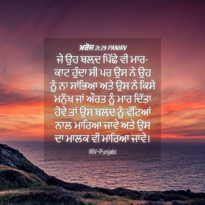 Picture 04 - ਖ਼ਰੋਜ 21:29 PANIRV - ਜੇ ਉਹ ਬਲ਼ਦ ਪਿੱਛੇ ਵੀ - Bible Verse Picture
