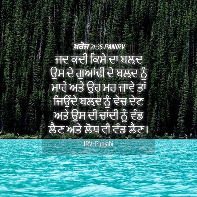 Picture 04 - ਖ਼ਰੋਜ 21:35 PANIRV - ਜਦ ਕਦੀ ਕਿਸੇ ਦਾ ਬਲ਼ਦ - Bible Verse Picture
