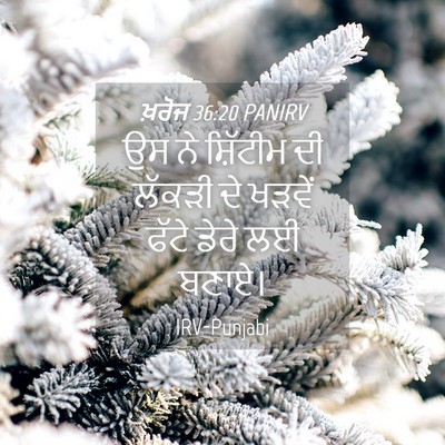 Picture 04 - ਖ਼ਰੋਜ 36:20 PANIRV - ਉਸ ਨੇ ਸ਼ਿੱਟੀਮ ਦੀ - Bible Verse Picture