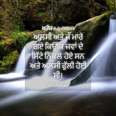 Picture 04 - ਖ਼ਰੋਜ 9:31 PANIRV - ਅਲਸੀ ਅਤੇ ਜੌਂ ਮਾਰੇ - Bible Verse Picture