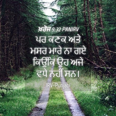 Picture 04 - ਖ਼ਰੋਜ 9:32 PANIRV - ਪਰ ਕਣਕ ਅਤੇ ਮਸਰ ਮਾਰੇ - Bible Verse Picture