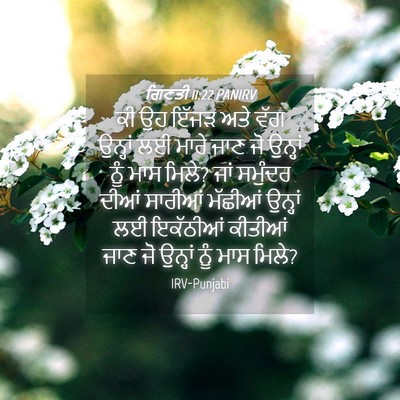 Picture 04 - ਗਿਣਤੀ 11:22 PANIRV - ਕੀ ਉਹ ਇੱਜੜ ਅਤੇ ਵੱਗ - Bible Verse Picture