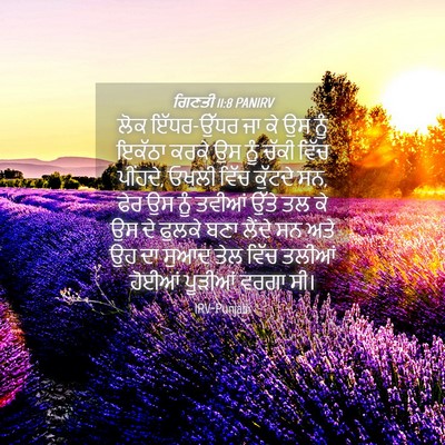 Picture 04 - ਗਿਣਤੀ 11:8 PANIRV - ਲੋਕ ਇੱਧਰ-ਉੱਧਰ ਜਾ ਕੇ - Bible Verse Picture