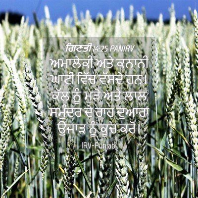 Picture 04 - ਗਿਣਤੀ 14:25 PANIRV - ਅਮਾਲੇਕੀ ਅਤੇ ਕਨਾਨੀ - Bible Verse Picture