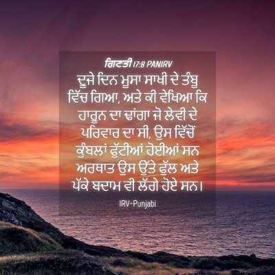 Picture 04 - ਗਿਣਤੀ 17:8 PANIRV - ਦੂਜੇ ਦਿਨ ਮੂਸਾ ਸਾਖੀ - Bible Verse Picture