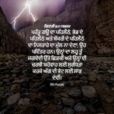 Picture 04 - ਗਿਣਤੀ 18:17 PANIRV - ਪਰੰਤੂ ਗਊ ਦਾ - Bible Verse Picture