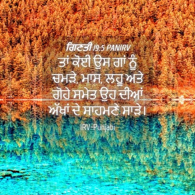 Picture 04 - ਗਿਣਤੀ 19:5 PANIRV - ਤਾਂ ਕੋਈ ਉਸ ਗਾਂ ਨੂੰ - Bible Verse Picture
