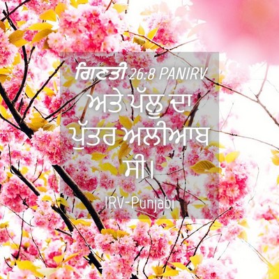 Picture 04 - ਗਿਣਤੀ 26:8 PANIRV - ਅਤੇ ਪੱਲੂ ਦਾ ਪੁੱਤਰ - Bible Verse Picture