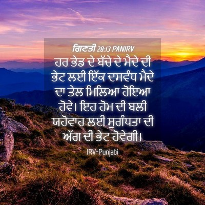 Picture 04 - ਗਿਣਤੀ 28:13 PANIRV - ਹਰ ਭੇਡ ਦੇ ਬੱਚੇ ਦੇ - Bible Verse Picture
