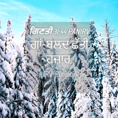 Picture 04 - ਗਿਣਤੀ 31:44 PANIRV - ਗਾਂ-ਬਲ਼ਦ ਛੱਤੀ - Bible Verse Picture