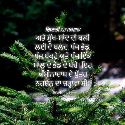 Picture 04 - ਗਿਣਤੀ 7:17 PANIRV - ਅਤੇ ਸੁੱਖ-ਸਾਂਦ ਦੀ - Bible Verse Picture