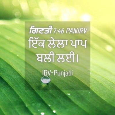 Picture 04 - ਗਿਣਤੀ 7:46 PANIRV - ਇੱਕ ਲੇਲਾ ਪਾਪ ਬਲੀ - Bible Verse Picture
