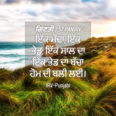 Picture 04 - ਗਿਣਤੀ 7:57 PANIRV - ਇੱਕ ਮੇਂਢਾ, ਇੱਕ - Bible Verse Picture