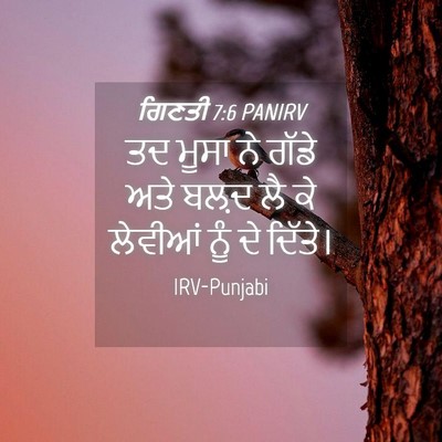Picture 04 - ਗਿਣਤੀ 7:6 PANIRV - ਤਦ ਮੂਸਾ ਨੇ ਗੱਡੇ ਅਤੇ - Bible Verse Picture